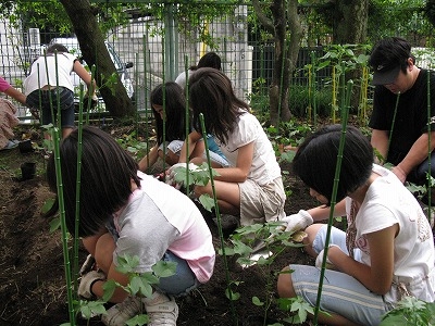「セタガヤーン・プロジェクト」奥沢小学校で苗植え