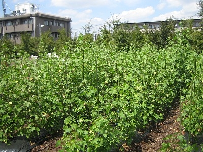 「セタガヤーンプロジェクト」中町の棉花畑の様子