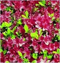 せたがやアートワークス
―春の教室「花 hana で染める」