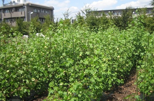「セタガヤーンプロジェクト」中町の棉花畑の様子
