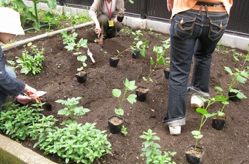 「セタガヤーン・プロジェクト」池ノ上小学校で棉花の苗植え
