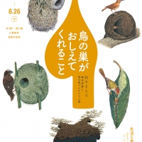 鈴木まもる・絵本原画と鳥の巣コレクション展
「鳥の巣がおしえてくれること」