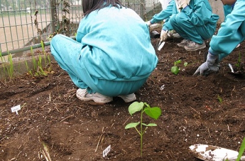 「セタガヤーン・プロジェクト」瀬田中学校での苗植え