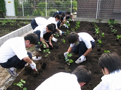 「セタガヤーン・プロジェクト」千歳中学校で苗植え