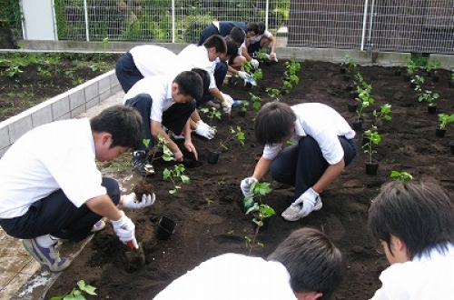 「セタガヤーン・プロジェクト」千歳中学校で苗植え
